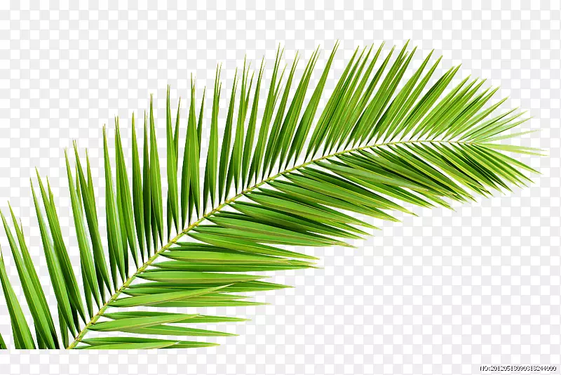 棕榈树棕榈叶手稿棕榈枝插图-草