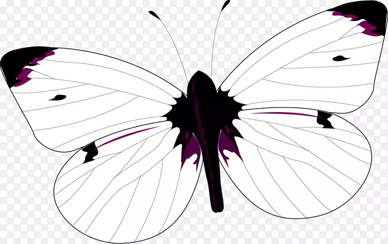 毛刷脚蝴蝶图形插图对称设计论坛