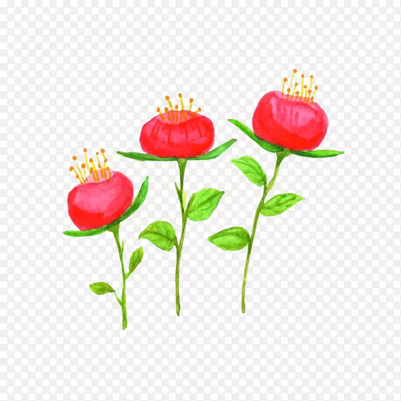 png图片图像插图花卉设计.精致花