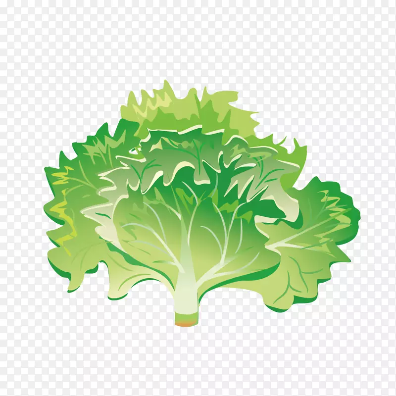 蔬菜沙拉图片冰山生菜-新鲜绿色