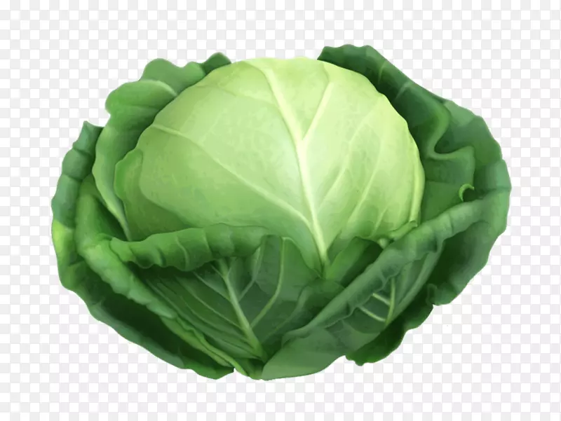 麦福夫色拉卷心菜图形蔬菜夹艺术.绿色卷心菜
