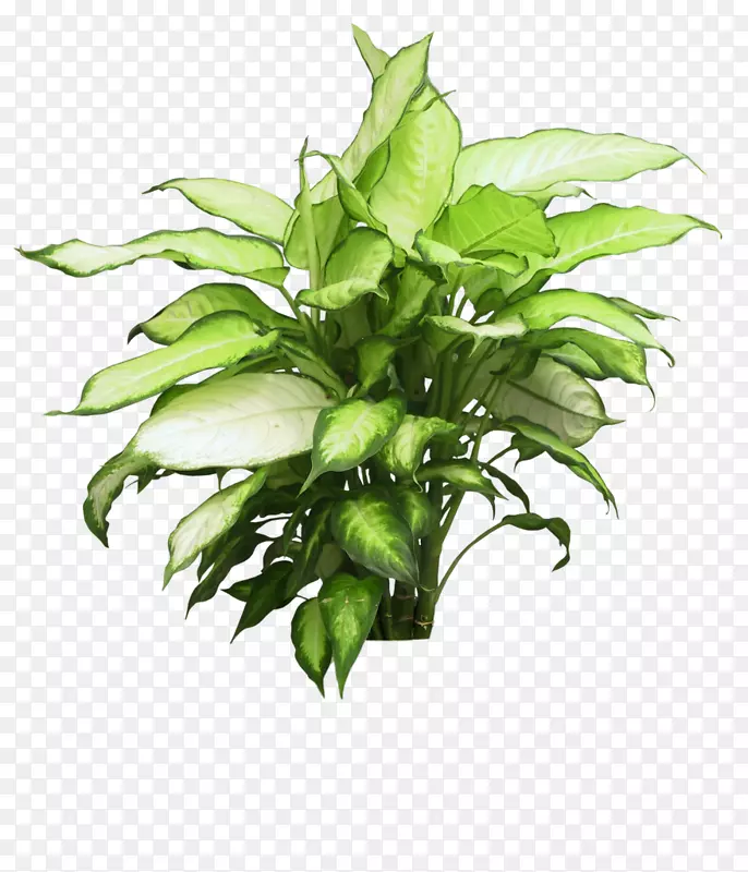 png图片剪辑艺术花盆植物图像.矮灌木