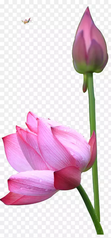 神圣莲花摄影png图片图像特写-美丽的花朵