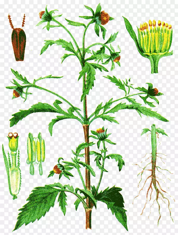 蒲公英、鬼针草、黑皮药用植物、草本植物-蒲公英