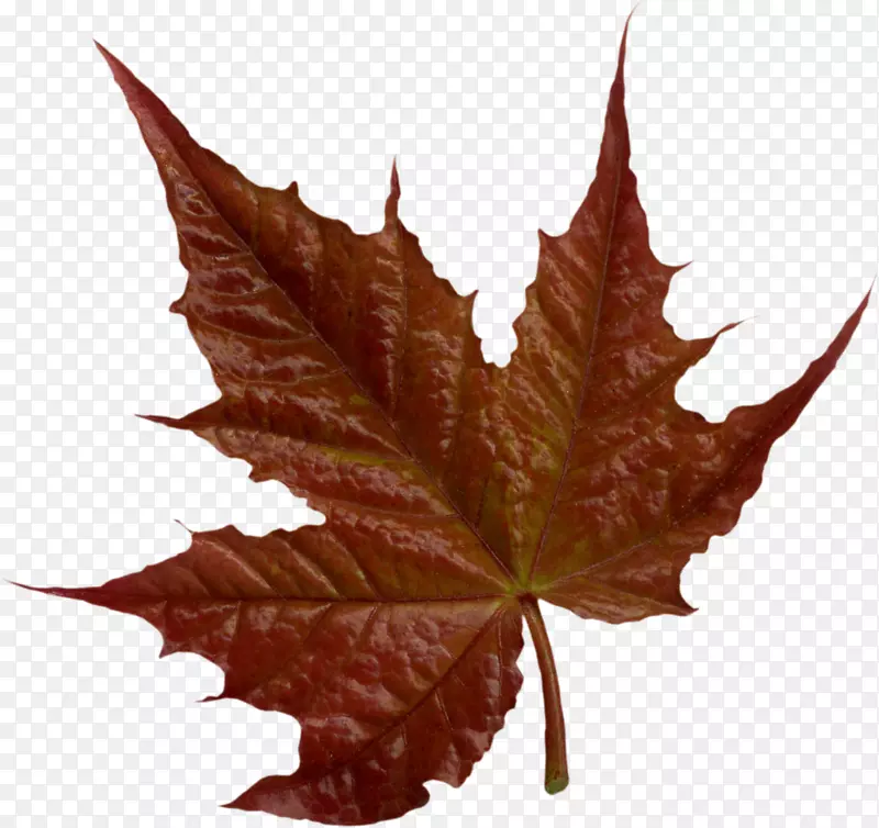 枫叶便携网络图拼贴夹艺术棕色叶子