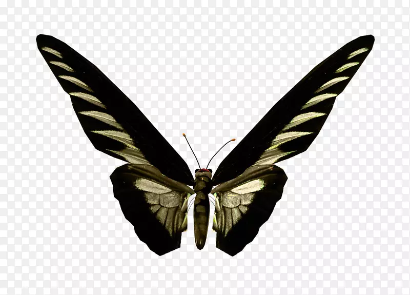 蝴蝶毛茸茸的蝴蝶蛾形像波波莱塔-蝴蝶