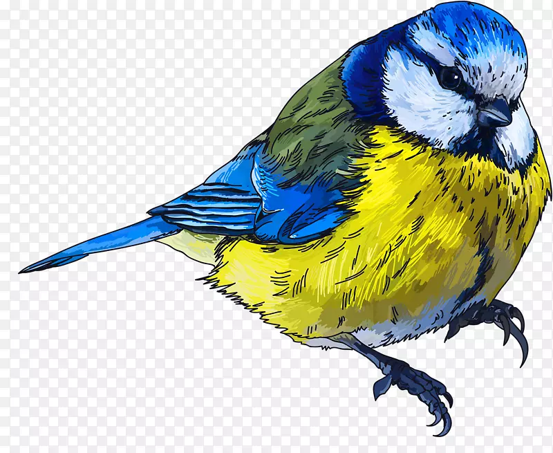 鸟类绘制png图片剪辑艺术图像.鸟