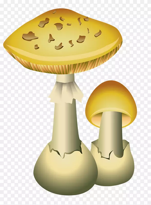 普通蘑菇图形食用菌插图-蘑菇