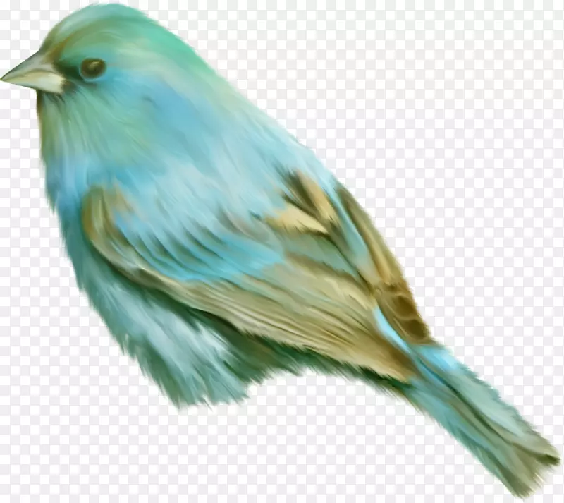 鸟类png图片剪辑艺术图片绿松石鸟