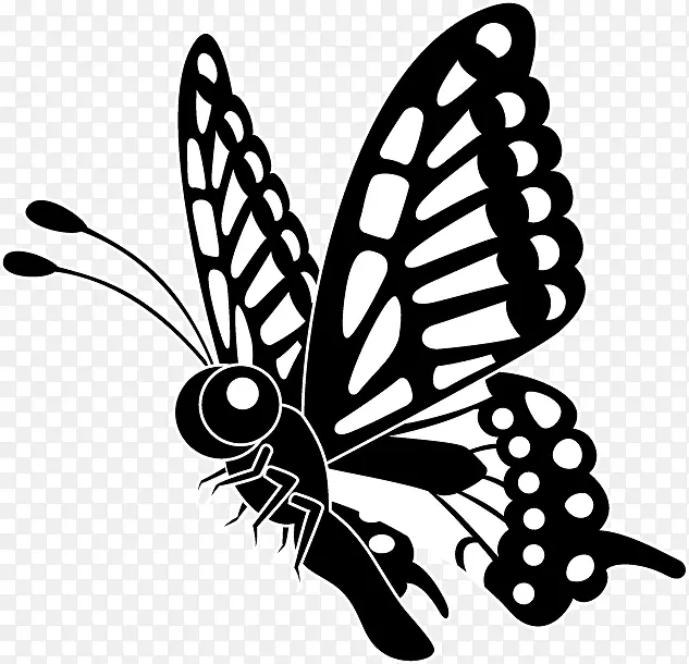 帝王蝶，毛茸茸的蝴蝶，燕尾蝶，蝶