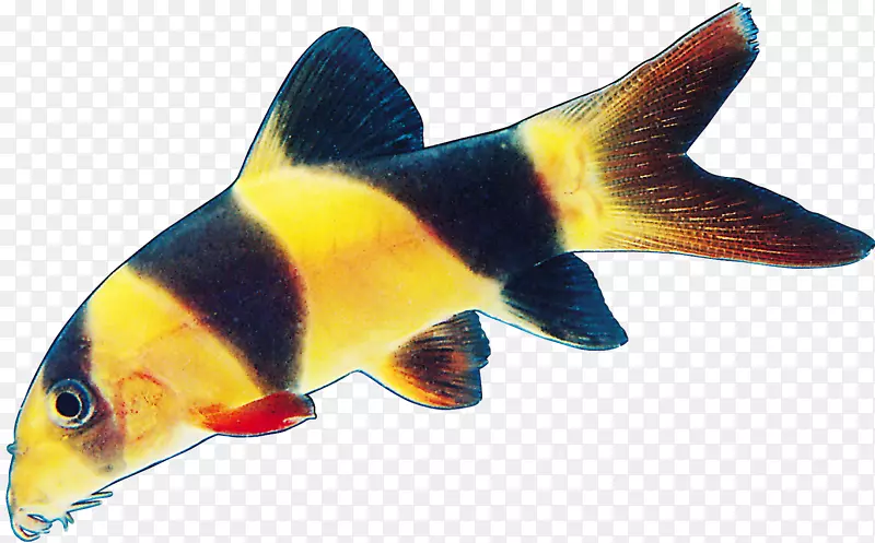 鱼png图片图像海鲜.鱼