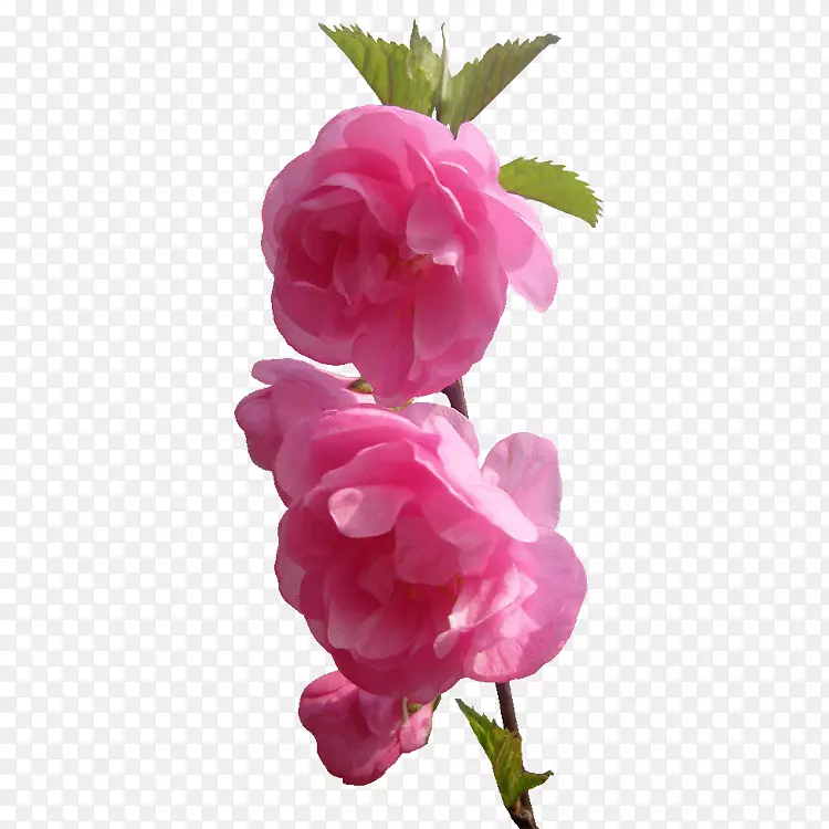 花园玫瑰花粉红色形象-菲奥里