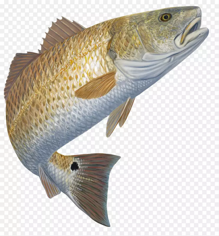 红鼓鱼、鲈鱼、鱼