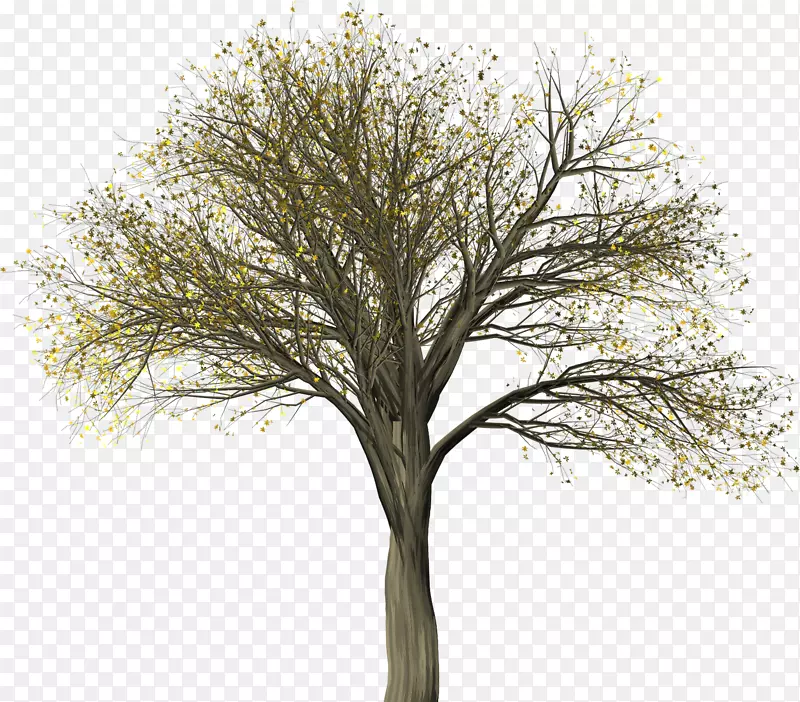 榆树插图图像植物.树