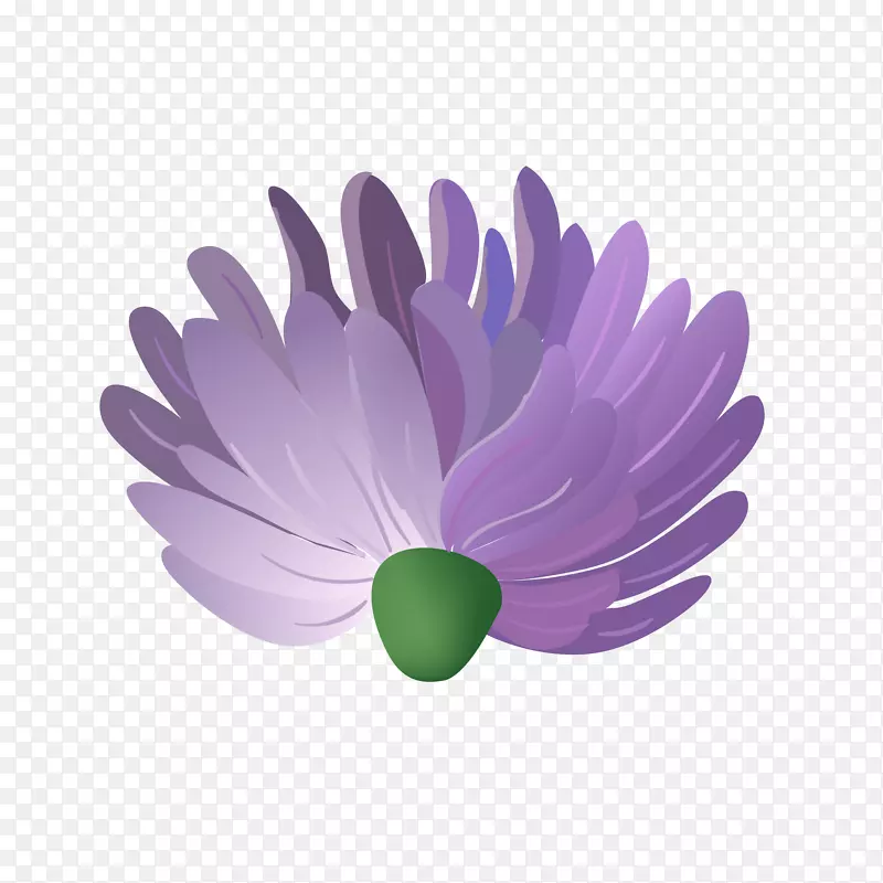 紫花花瓣颜色蓝色美丽的花朵