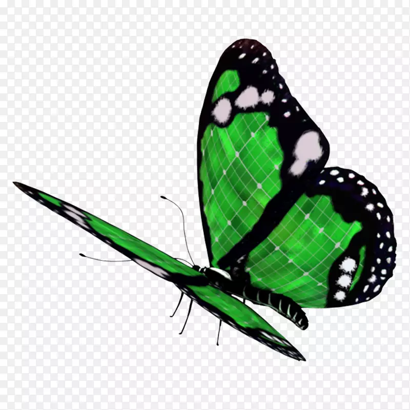 蝴蝶昆虫图像Borboletapng网络图.蝴蝶