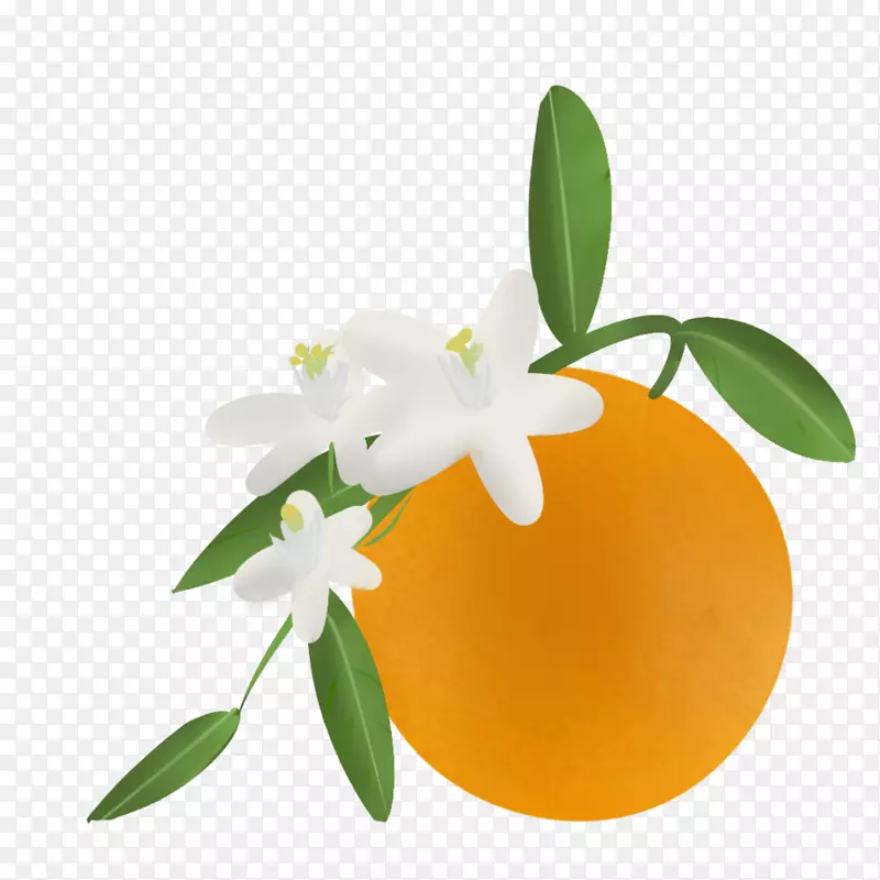 橙花夹艺术家-橙色