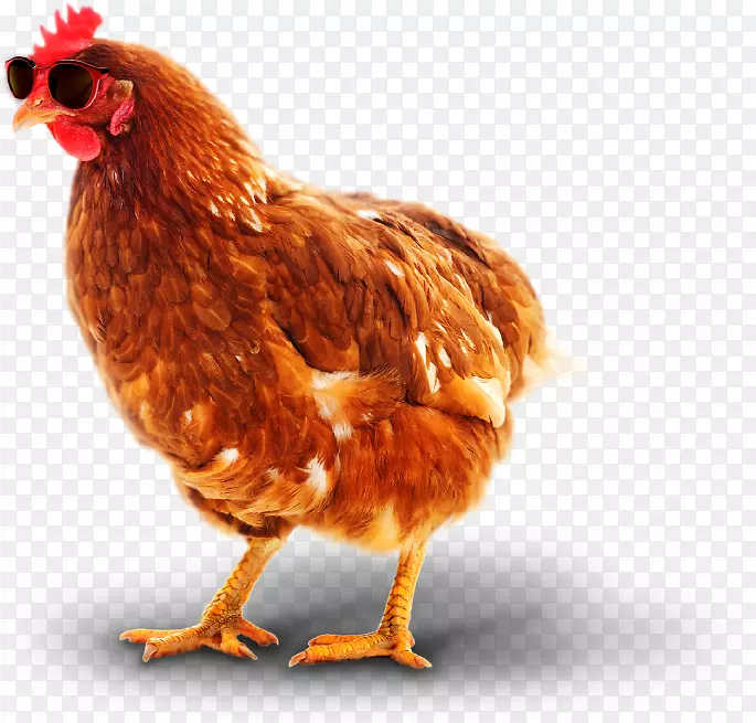 鸡作为食物-鸡的病原体-鸡