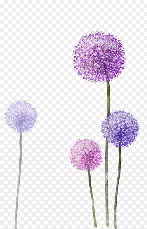 普通蒲公英剪贴画png图片蓝紫蓝风信子(Taraxacum Platycarpum)紫蓝风信子