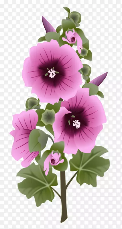 图形花卉Hollyhockpng图片花卉设计.Hollyhocks花卉