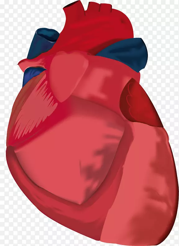 png图片图像adobe Photoshop解剖-心脏
