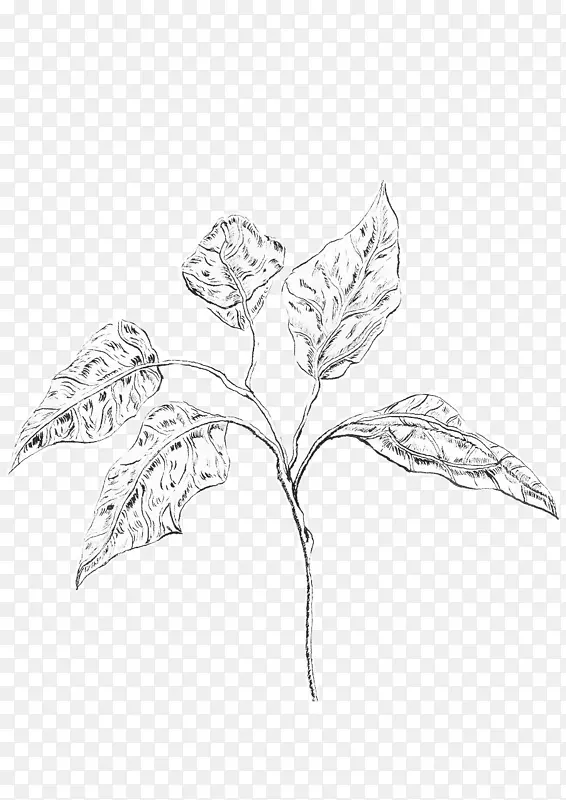 素描嫩叶植物茎线艺术手工水彩纸