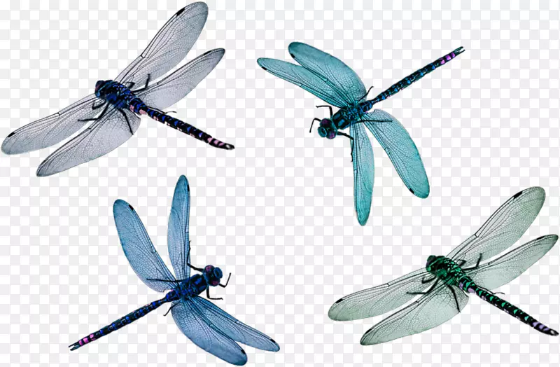 蜻蜓翅膀png图片剪辑艺术图像.蜻蜓