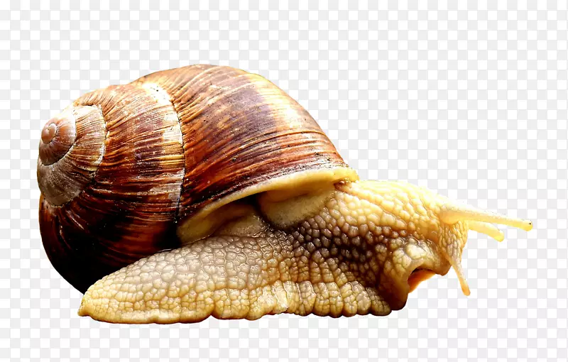 水下世界蜗牛动物形象爬行动物-蜗牛