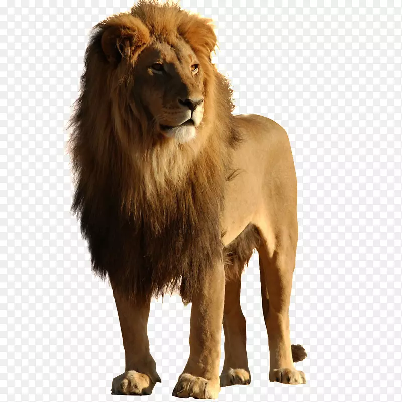 狮子猫美洲虎桌面壁纸豹-狮子