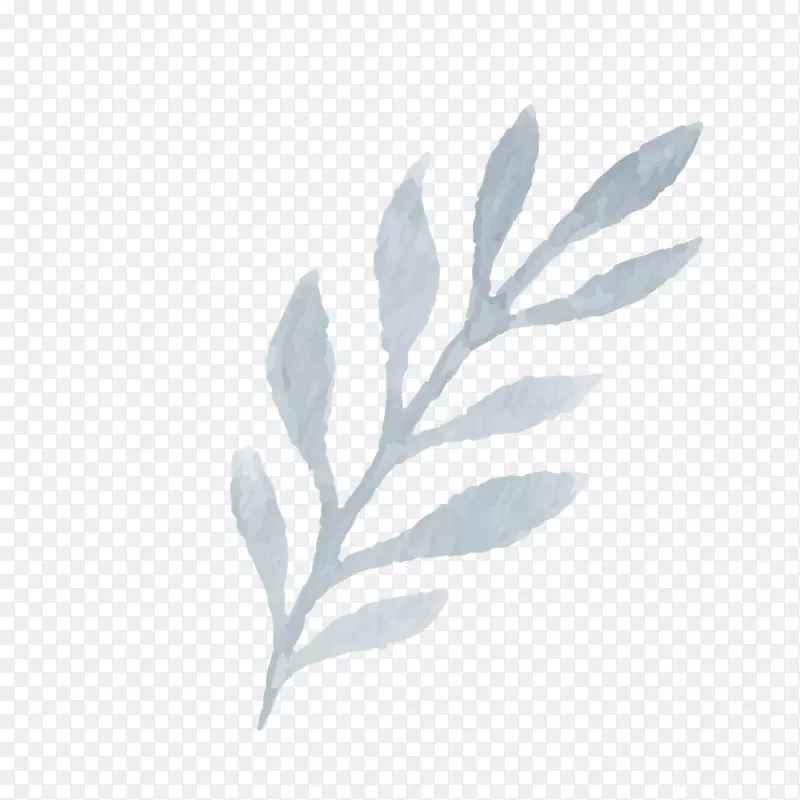 嫩叶植物茎-月桂叶型