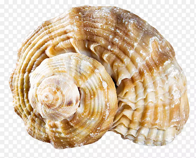 蛤蜊贝壳软体动物png图片.贝壳