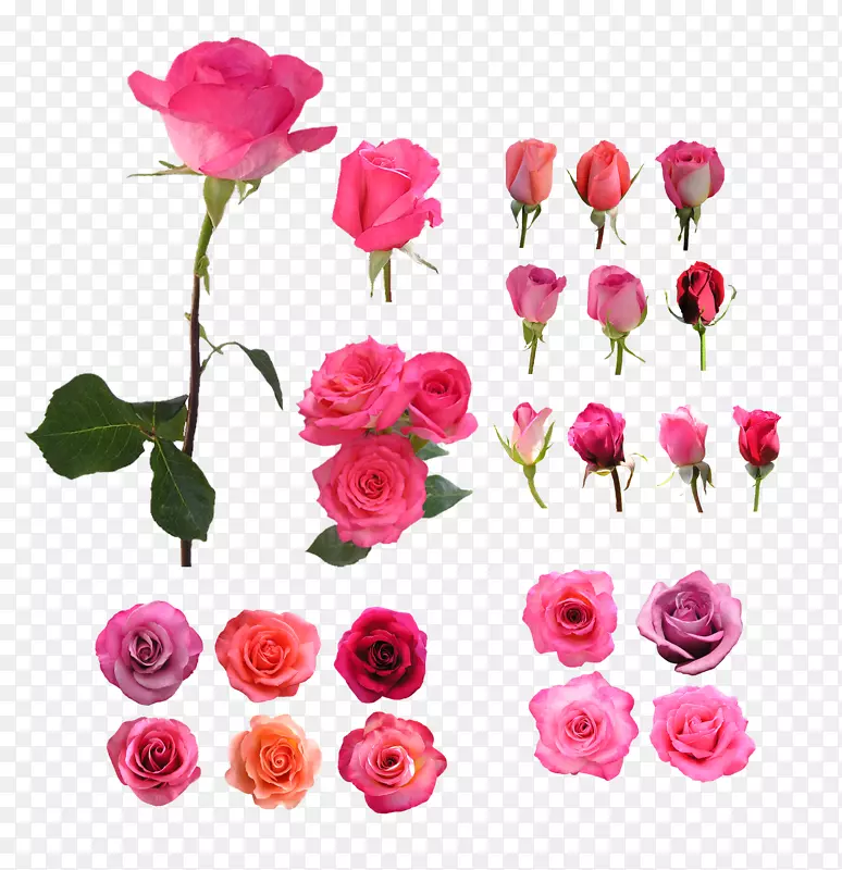花园玫瑰沙滩玫瑰静物：粉红色玫瑰，花-花