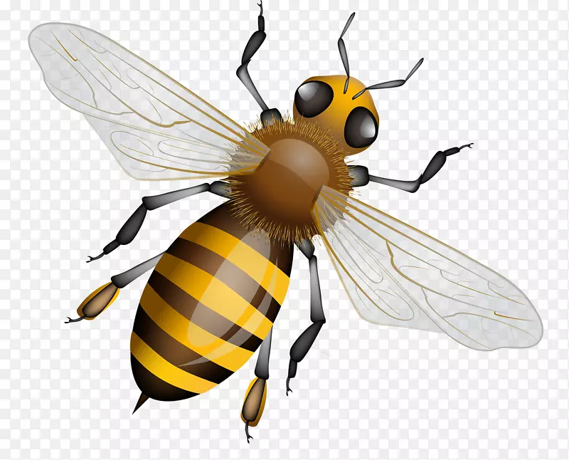 西方蜜蜂图形蜂巢群摄影.蜜蜂