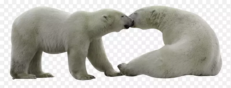 北极熊可移植网络图形图像封装后记jpeg-北极熊