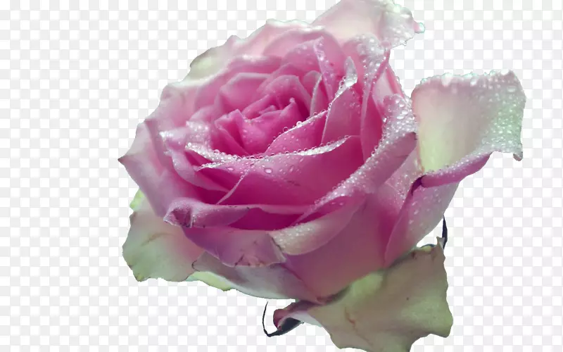 花园玫瑰粉红桌面壁纸桌面比喻花玫瑰