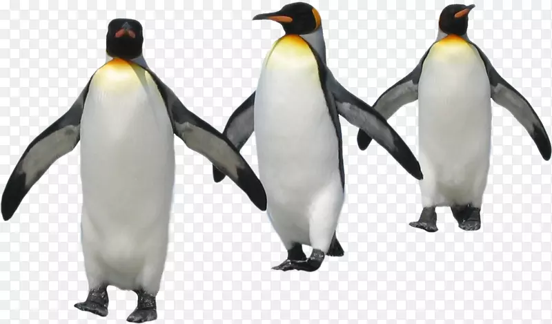 企鹅png图片图像油漆土坯Photoshop-企鹅
