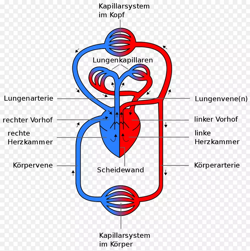 循环系统肺循环心脏肺动脉人体心脏