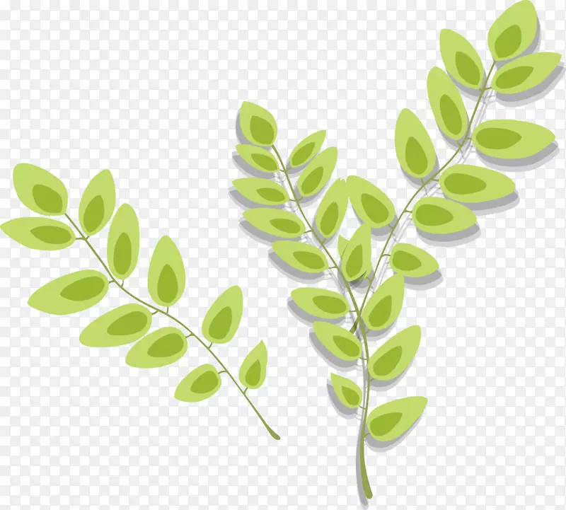 可移植图像网络图形叶图形植物.植物学