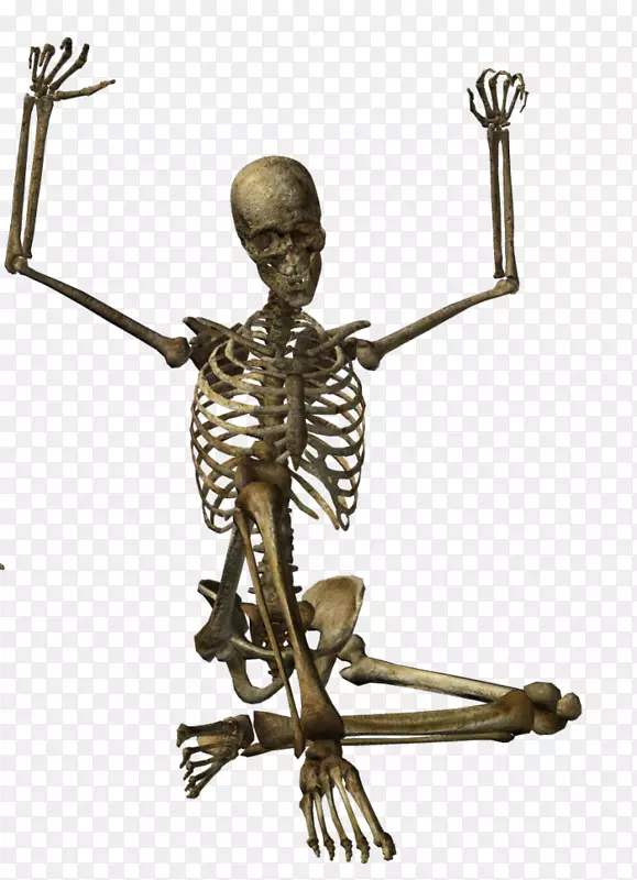 人类骨骼头骨png图片.骨架