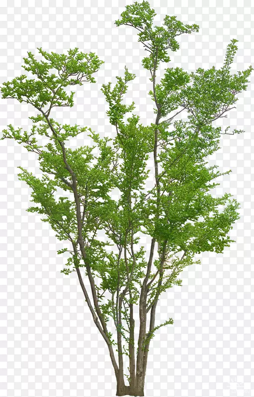 植物乔木和灌木png图片图像树