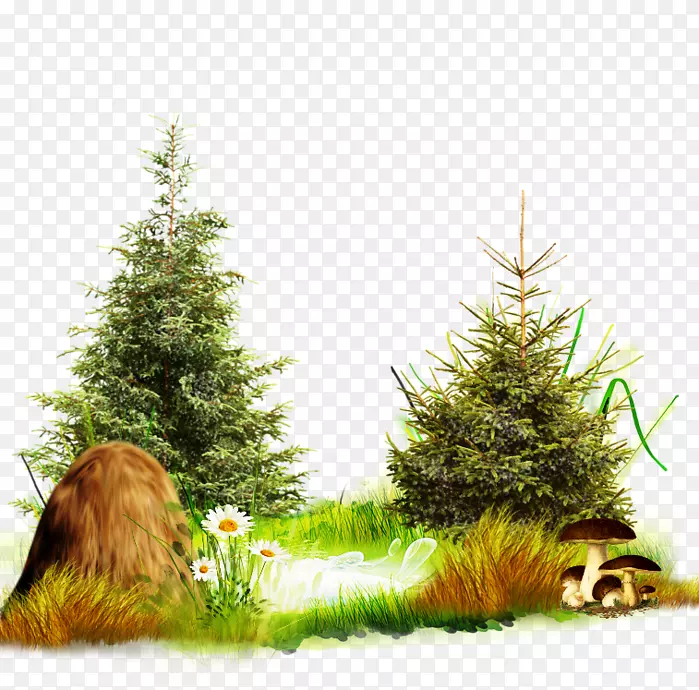 圣诞树，圣诞日，新年云杉，冷杉-圣诞树