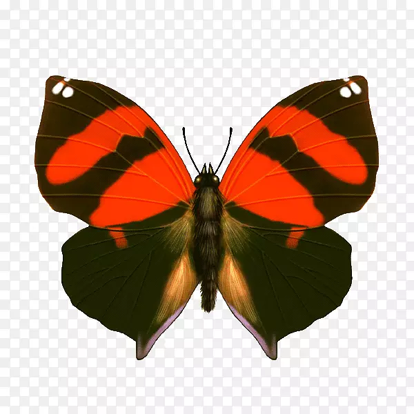 蝴蝶图形昆虫png图片图像橙色蝴蝶