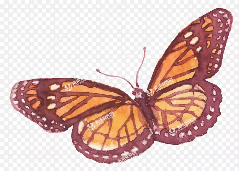 帝王蝶，昆虫，刷脚蝴蝶，皮尔科-彩绘球