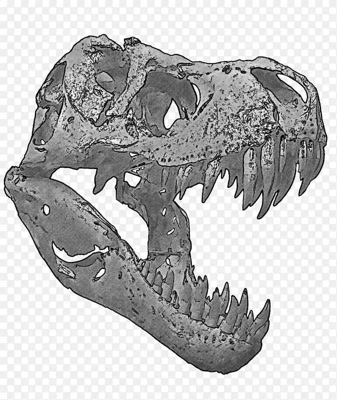 暴龙恐龙头骨艺术品-头骨