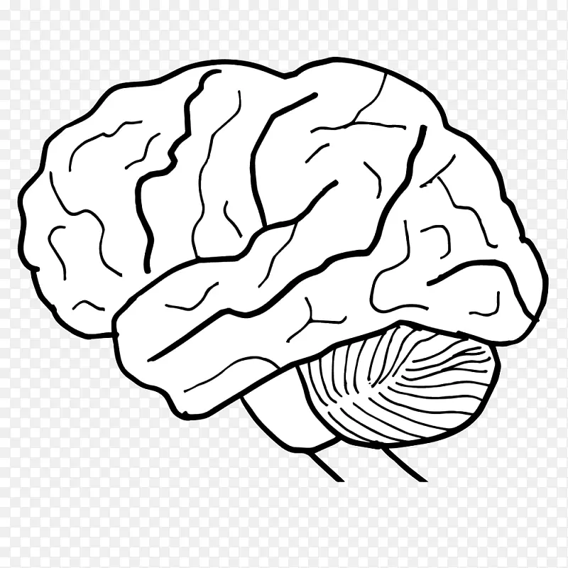 人脑人体神经系统工作表-脑