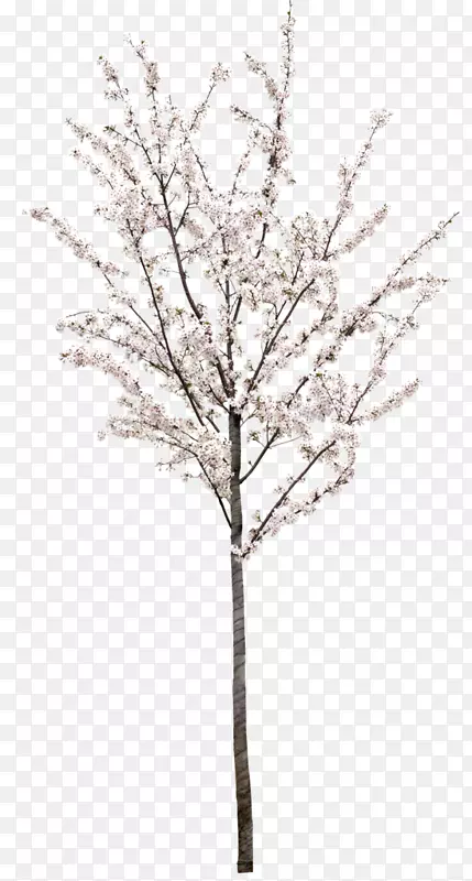 摄影版税-免费树.xchng插图-桃树