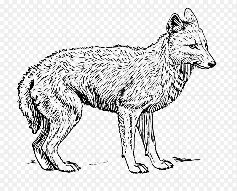 狼剪辑艺术红狐野狼