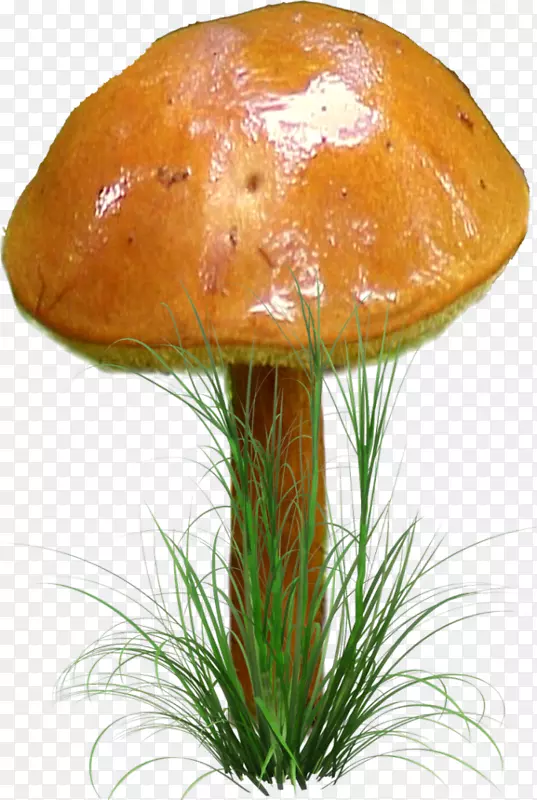 png图片真菌剪辑艺术蘑菇数字图像-蘑菇