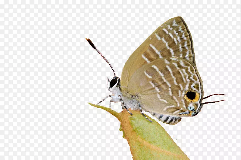 毛茸茸的蝴蝶，蛾类动物，害虫-蜻蜓