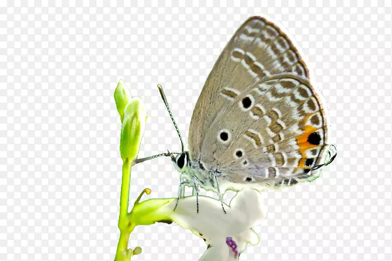 毛茸茸的蝴蝶。蝴蝶蜻蜓